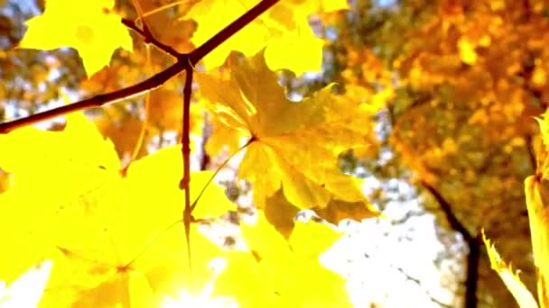 Kleurrijke gele herfst gebladerte. Zon flare. — Stockvideo