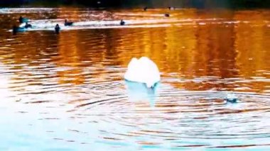 Gölde beyaz kuğu. Ekmekle beslenir