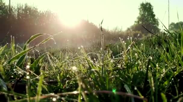 Wassertropfen auf dem Gras. Morgentau. — Stockvideo