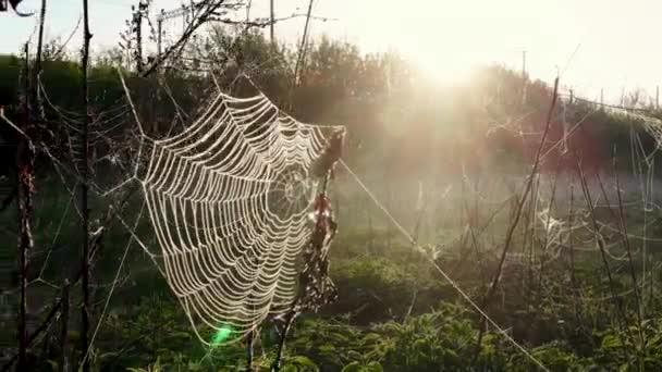 Nahaufnahme von Spinnennetzen im Freien. weiße Spinnweben an sonnigen Tagen im Gras auf der grünen Wiese — Stockvideo