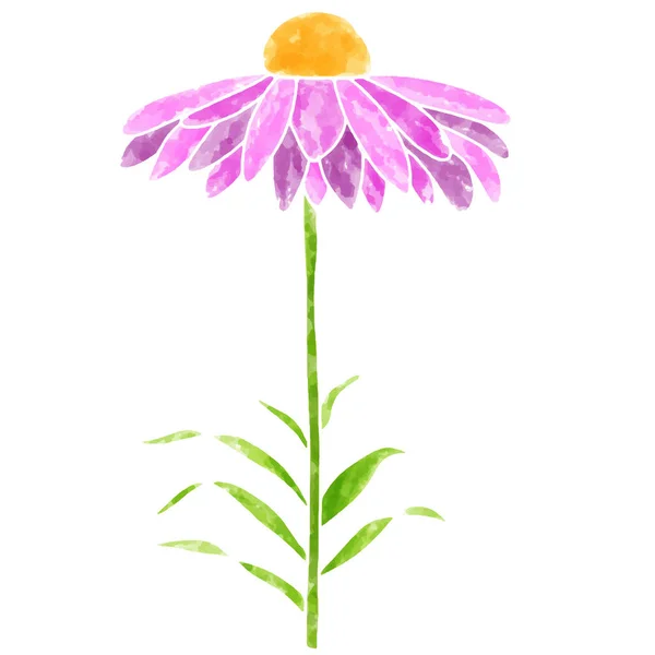 Echinacea Flor Vector Ilustración Con Textura Acuarela — Vector de stock