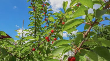 Yeşil yaprakları ve mavi gökyüzü ve bulutlar ile kiraz ağacı üzerinde kırmızı kiraz