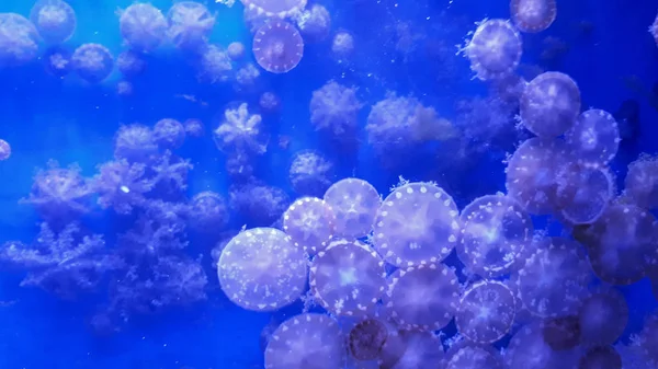 Aquarium background with jellyfish on the glass