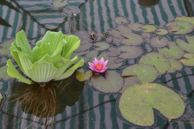 Bahçe gölü üzerinde yeşil yaprakları ile pembe nilüfer