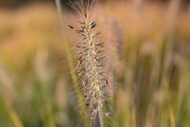 arka plan, güzel, güzellik, botanik, closeup, çevre, flora, çiçek, taze, bahçe, çim, yeşil, büyüme, makro, doğal, doğa, açık, bitki, sezon, ilkbahar, yaz, doku, ağaç, beyaz, sarı