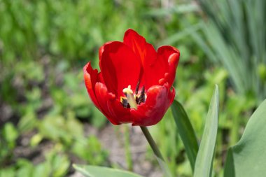 Bahçede kırmızı lale çiçeği
