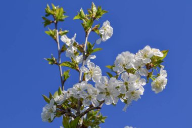 Mavi gökyüzü ile beyaz kiraz çiçekleri