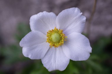 bahçede beyaz anemon çiçeği