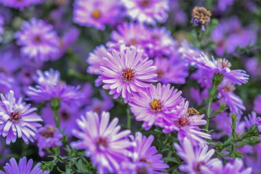 Mor ve pembe çiçekler makro 