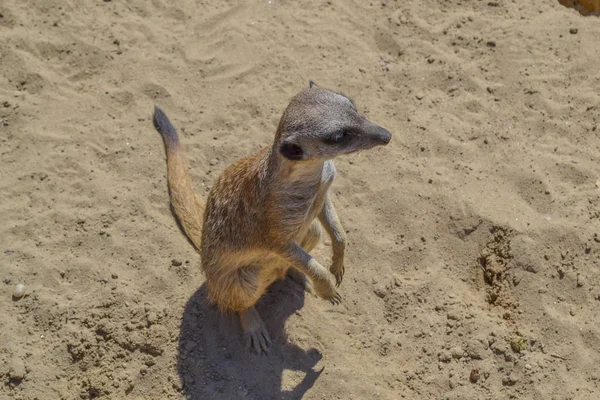 Schattige Meerkat Mongoose Het Zand — Stockfoto