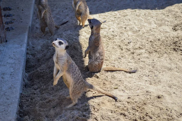 Schattige Meerkat Mongoose Het Zand — Stockfoto