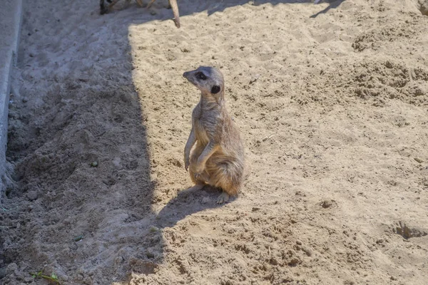 Schattige Meerkat Mongoose Het Zand — Stockfoto