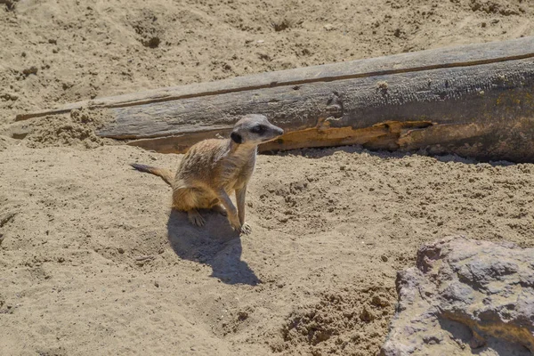 Cute Meerkat Mongoose Sand — Stock Photo, Image