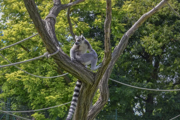 Ring Tailed Lemur Sitting Tree — Stock Photo, Image