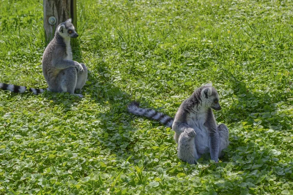 Ring Staart Lemuren Zittend Het Veld Groen Gras — Stockfoto