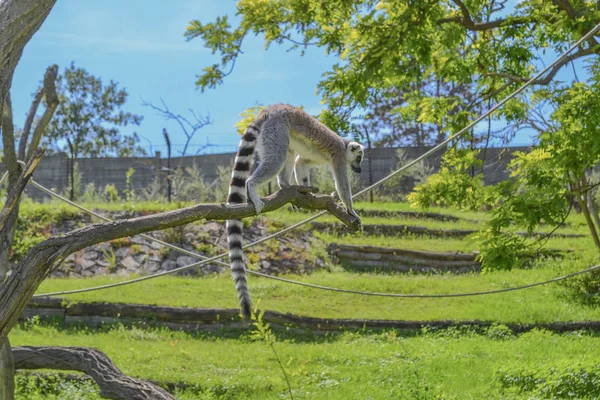 Ring Staart Lemur Klimmen Boom — Stockfoto