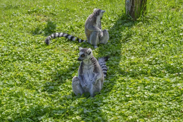 Ring Staart Lemuren Zittend Het Veld Groen Gras — Stockfoto