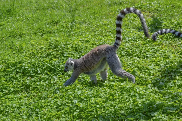 Anel Cauda Lemur Andando Campo — Fotografia de Stock