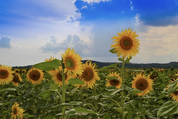 Decorative sunflowers in the field with beautiful clouds and blue sky