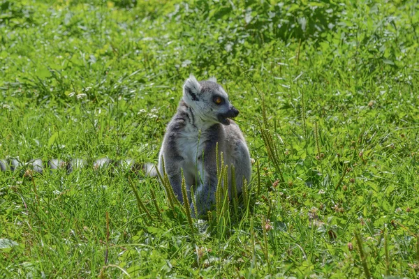 Ring Staart Lemur Zittend Het Veld Groen Gras — Stockfoto
