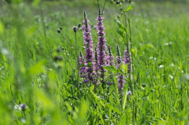 Çayırdaki yabani çiçekler