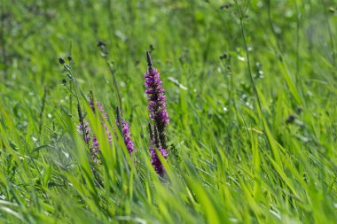 Çayırdaki yabani çiçekler
