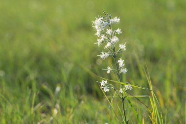 Çayırdaki yabani çiçekler