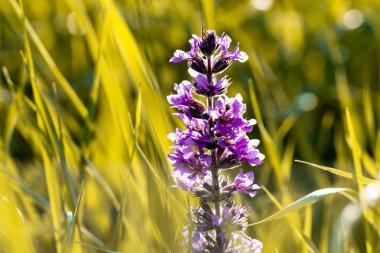 Çayırdaki yabani çiçekler
