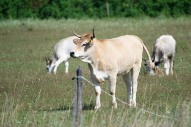 Çayırdaki günlük hayvanlar. Tarım Manzara