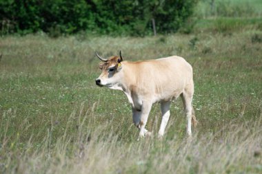 Çayırdaki günlük hayvanlar. Tarım Manzara