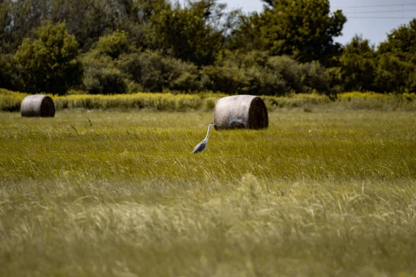 Balle Foin Sur Prairie Avec Ciel Bleu Collines Paysage Agricole — Photo