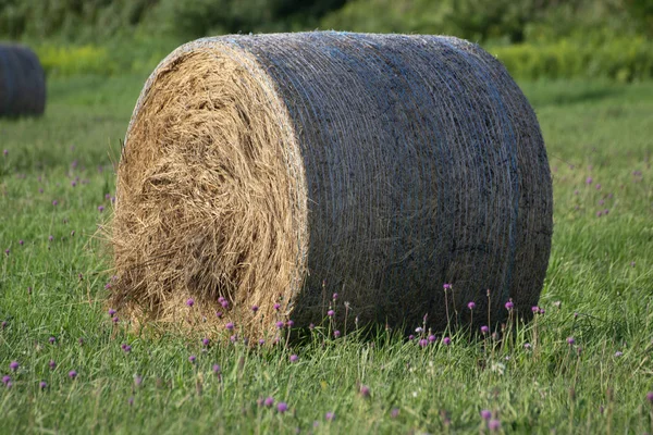 Balla Fieno Sul Prato Con Cielo Blu Colline Paesaggio Agricolo — Foto Stock