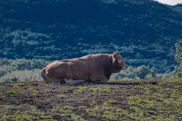 Çayırdaki Günlük Hayvanlar Tarım Manzara — Stok fotoğraf