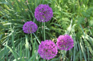 Çok yıllık allium çiçek bahçesinde