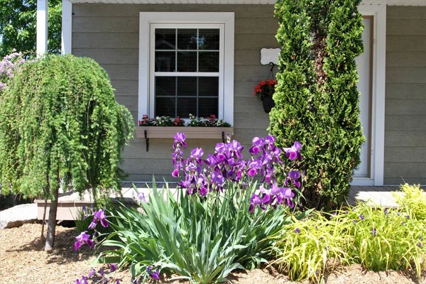 Fiori Arbusti Crescono Fronte Alla Casa — Foto Stock