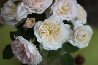 Vahşi vintage eski moda gül