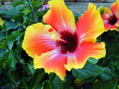 Hibiscus çiçek derin yeşil yaprakları