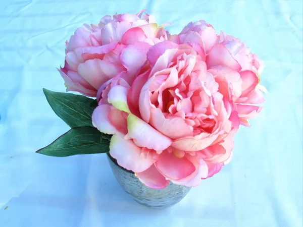 Pink and white peonies in a vase on a white background