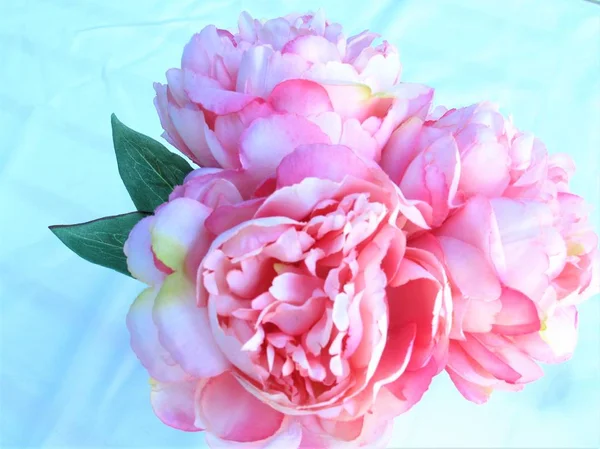 Pink and white peonies in a vase on a white background
