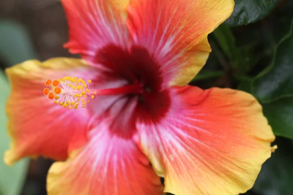 Hibiscus flower with deep green leaves