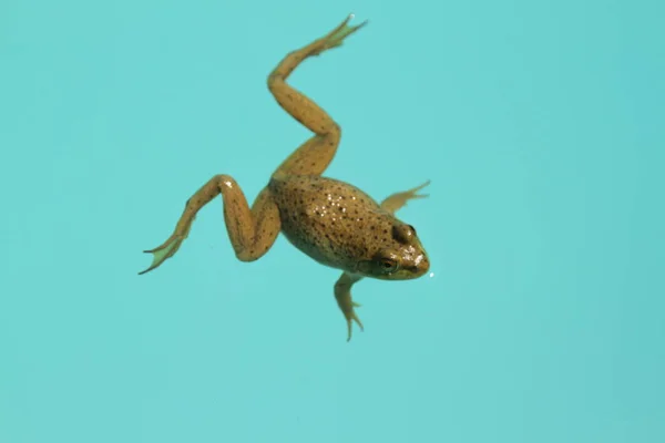 Sapo Verde Nadando Uma Piscina — Fotografia de Stock