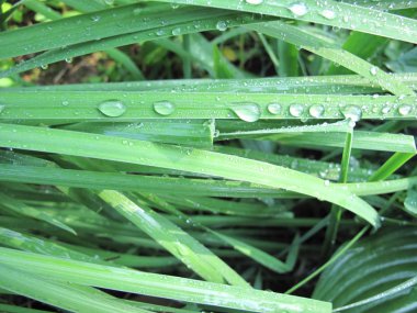 Çiyli yeşil çimen