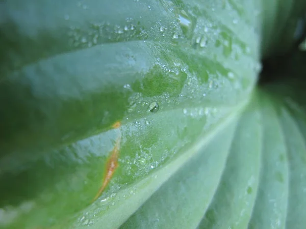 Detailní Záběr Mokré Hosta Listy Rosou — Stock fotografie