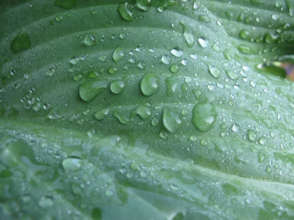 Closeup Folhas Hosta Molhadas Com Orvalho — Fotografia de Stock