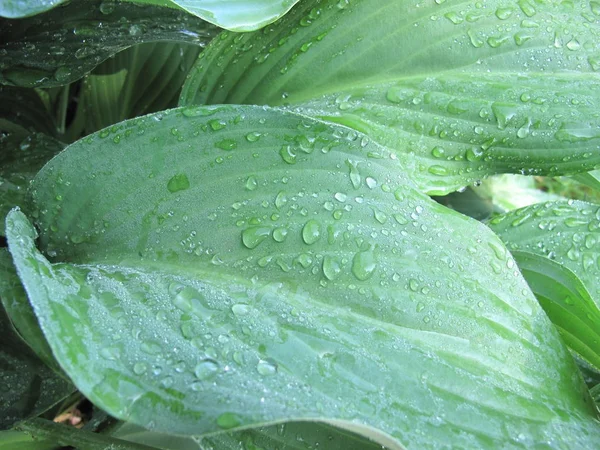 Detailní Záběr Mokré Hosta Listy Rosou — Stock fotografie