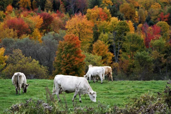 Grazing Vacas Brancas Topo Colina Com Árvores Queda Coloridas Fundo — Fotografia de Stock