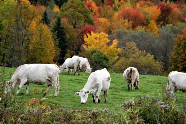 Weidende Weiße Kühe Auf Einem Hügel Mit Bunten Herbstbäumen Hintergrund — Stockfoto