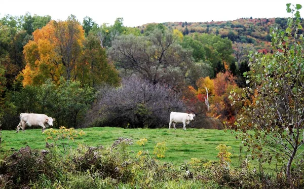 Grazing White Cows Hilltop Colorful Fall Trees Background — Stock Photo, Image