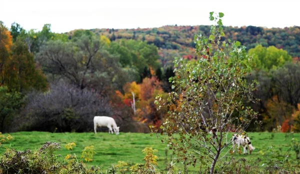 Pasoucí Bílé Krávy Vrcholu Kopce Barevný Podzim Stromy Pozadí — Stock fotografie