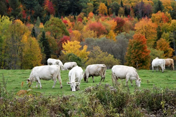 Weidende Weiße Kühe Auf Einem Hügel Mit Bunten Herbstbäumen Hintergrund — Stockfoto